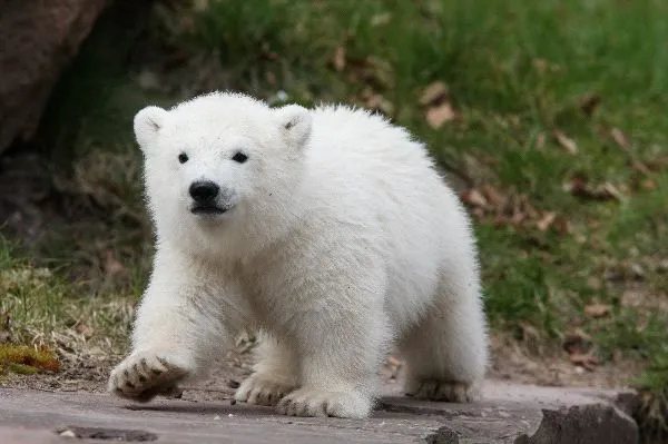 Características de los osos polares | OSOPOLARPEDIA