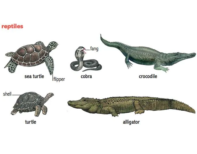 reptile noun - Definition, pictures, pronunciation and usage notes ...