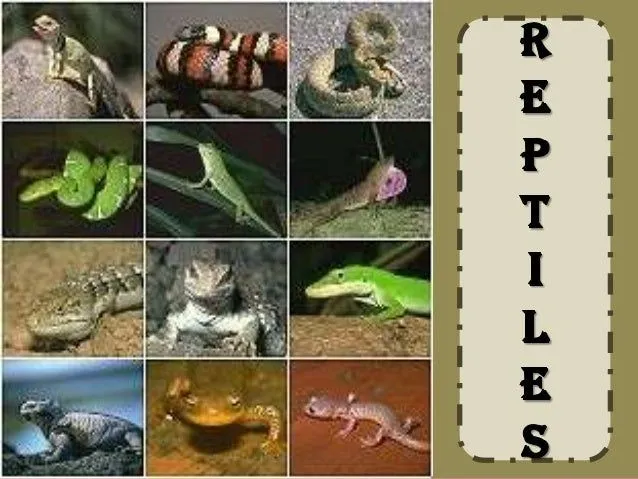 Reptiles