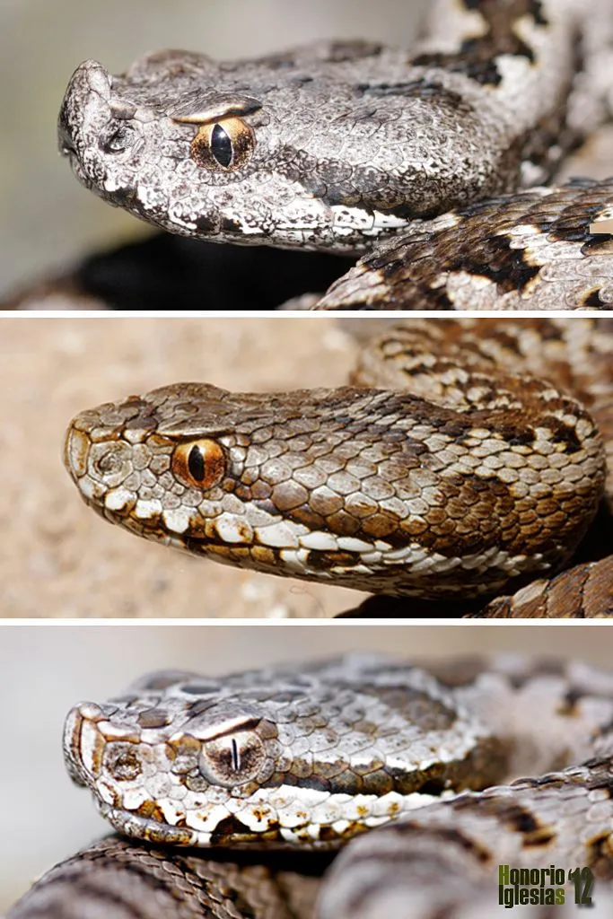 Reptiles de Valsaín - Víbora hocicuda (Vipera latastei) Reptiles de Valsaín - Víbora hocicuda (Vipera latastei)
