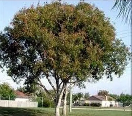 DESDE LA REPÚBLICA DOMINICANA: Caoba y Rosa de Bayahibe: Árbol y ... DESDE LA REPÚBLICA DOMINICANA: Caoba y Rosa de Bayahibe: Árbol y ...