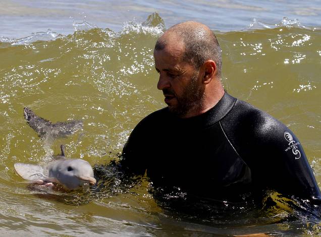 Rescatan a bebe delfin que navegaba a la deriva - Taringa!