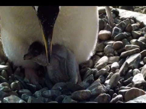 Al Rescate de los pinguinos de Humboldt - Youtube Downloader mp3