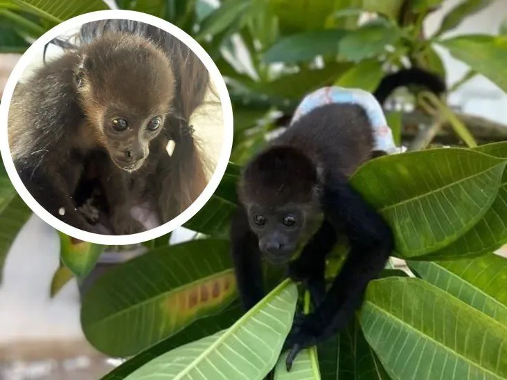 Resguardan a mono bebé que era usado como mascota en una casa en Veracruz