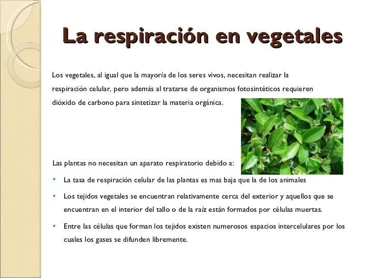 Respiración pulmonar, respiración en vegetales y excreción en animale…