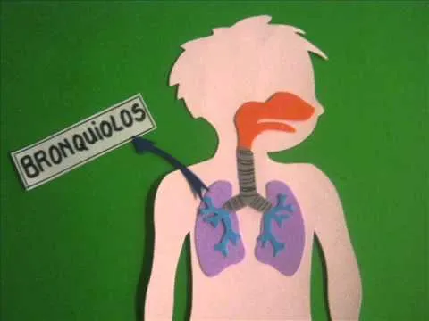 Respirar para vivir (sistema respiratorio) - YouTube