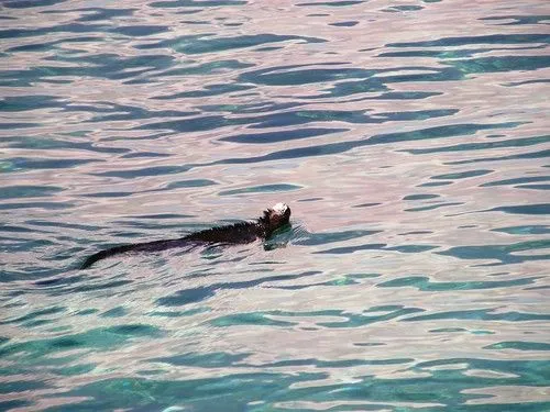 Respuesta de iguanas marinas ante catastrofes como la del golfo de ...