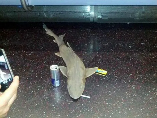 Se resuelve el misterio del tiburón que llegó al metro de Nueva York