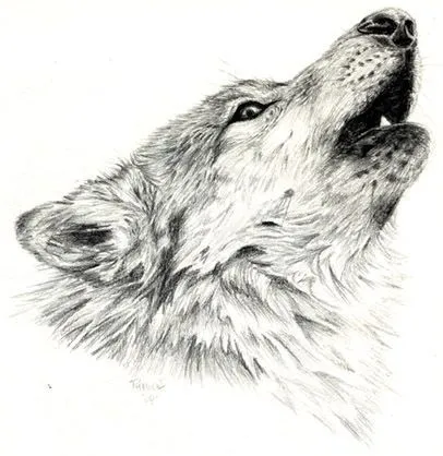 Resultado de imagen para dibujos realistas de lobos | crafts ... Resultado de imagen para dibujos realistas de lobos | crafts ...