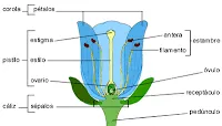 RESUMEN PARA NIÑOS DE PRIMARIA: DIBUJOS DE LA FLOR Y SUS PARTES