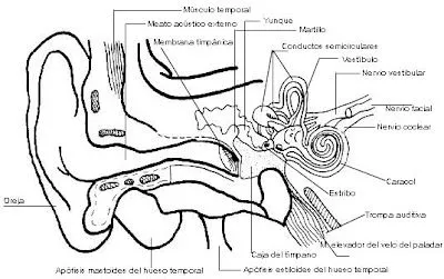 Imágenes del oído y sus partes