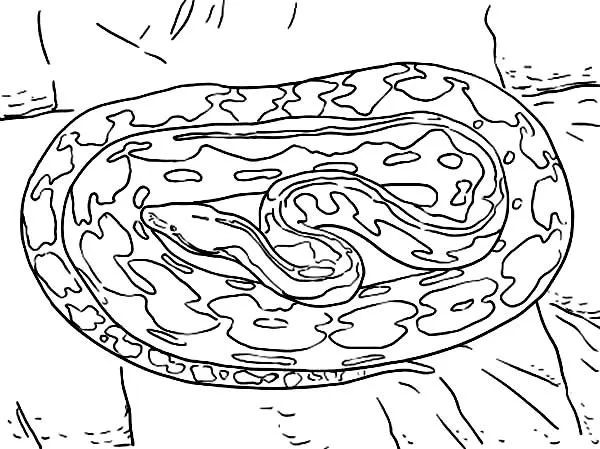 Reticulated Anaconda Coloring Page | Coloring Sky
