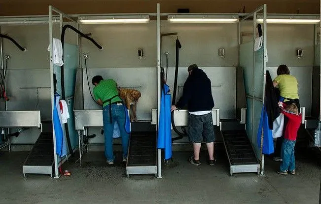 Revista Cachilupi: El baño del perro, un hábito de higiene ...