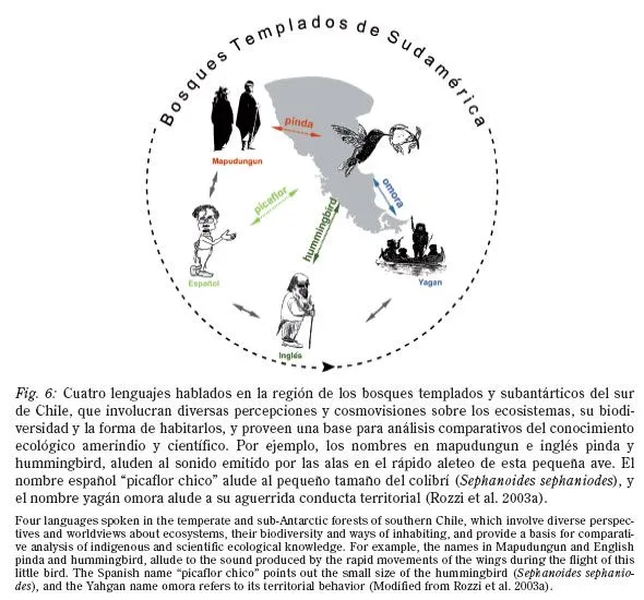 Revista chilena de historia natural - Filosofía ambiental de campo ...