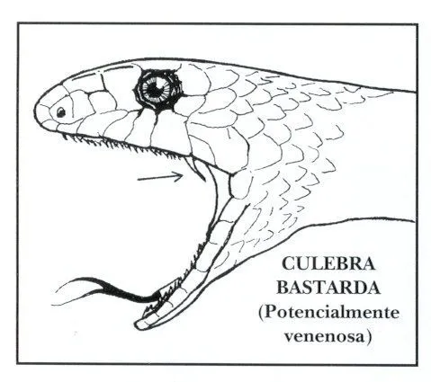 Revista 1 - Fauna y flora de los campos de Trébago. Las serpientes ...