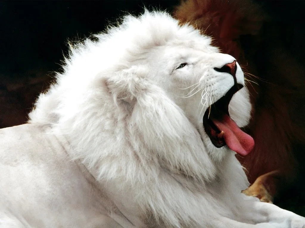 con el rey de la selva el leon jejejeje sabeis que existen los leones ...