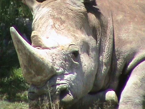 rhino rinoseronte | Flickr - Photo Sharing! rhino rinoseronte | Flickr - Photo Sharing!