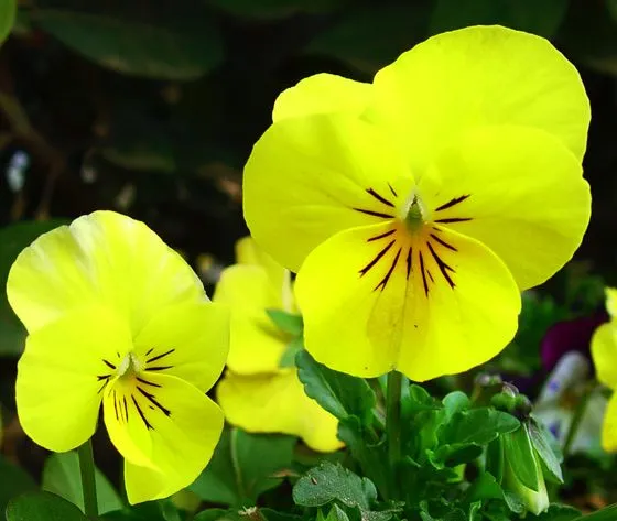 EL RINCON DE MIS AFICIONES: ¡¡EL BELLO LENGUAJE DE LAS FLORES!! EL RINCON DE MIS AFICIONES: ¡¡EL BELLO LENGUAJE DE LAS FLORES!!