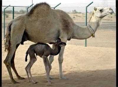 El rincón animal de Almudena.: El camello