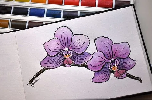 Dibujos de orquideas a lapiz - Imagui