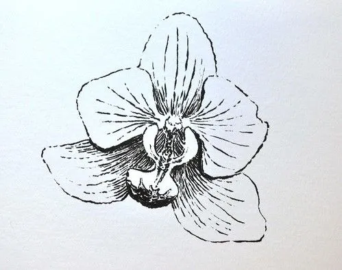de vuelta con el cuaderno: Orquídeas de primavera