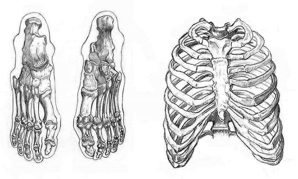 El Rincón de Montse Akane: Lección de Anatomía El Rincón de Montse Akane: Lección de Anatomía
