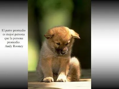 El rincon de la Ratoncilla: Mas frases de perritos El rincon de la Ratoncilla: Mas frases de perritos