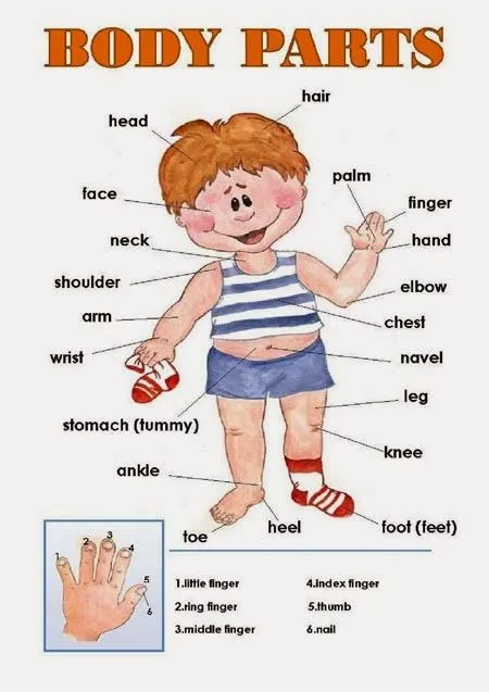 Nombre de partes del cuerpo en inglés - Imagui