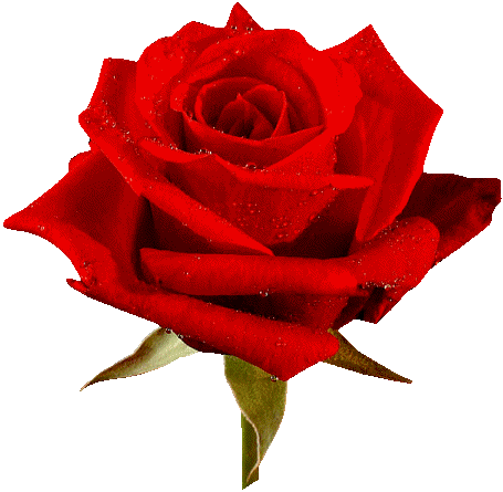 Mi rinconcito para amarte: Una rosa roja
