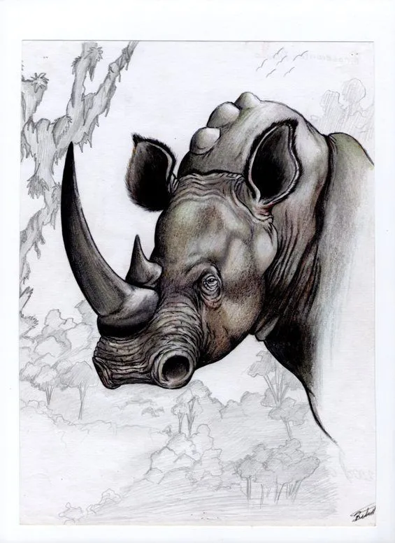 rinoceronte blanco by jereaxeso on DeviantArt