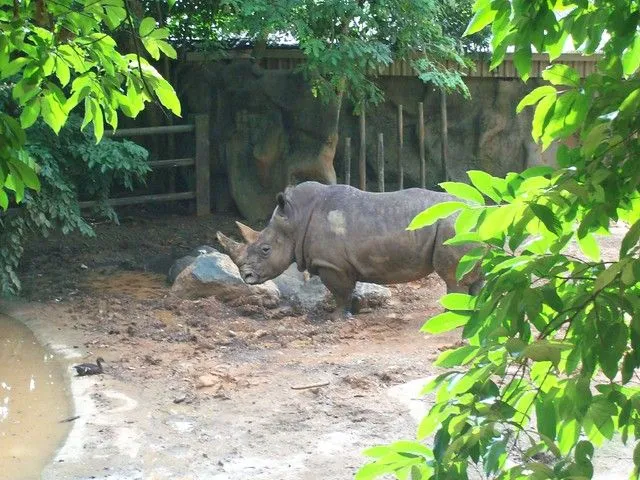 Rinoceronte solitario | Flickr - Photo Sharing!