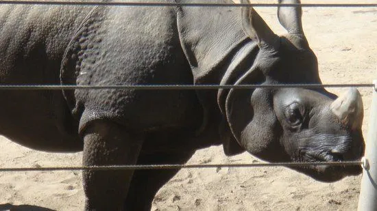 rinoseronte - Picture of San Diego Zoo, San Diego - TripAdvisor rinoseronte - Picture of San Diego Zoo, San Diego - TripAdvisor