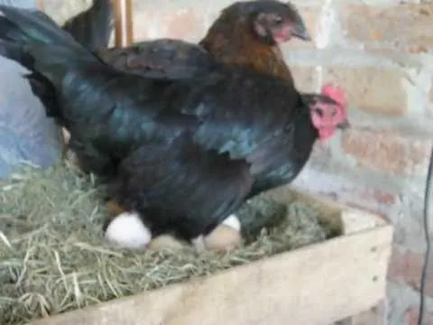 Roban 200 gallinas que ponen huevos de colores - WorldNews