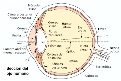 Está rodeado por los anexos oculares en su parte anterior, párpados ... Está rodeado por los anexos oculares en su parte anterior, párpados ...