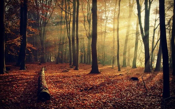 Rojo hojas de otoño bosque árboles HD wallpaper #10 - Fondo de ... Rojo hojas de otoño bosque árboles HD wallpaper #10 - Fondo de ...
