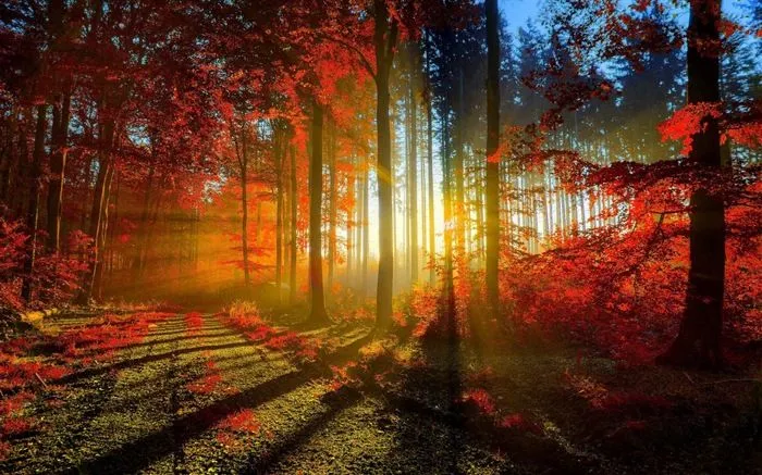 Rojo hojas de otoño bosque árboles HD wallpaper #1 - Fondo de ...