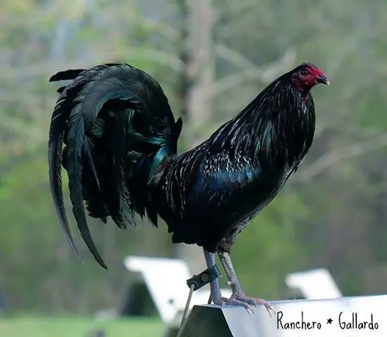 Rooster on Pinterest | Game Fowl, Roosters and Old English