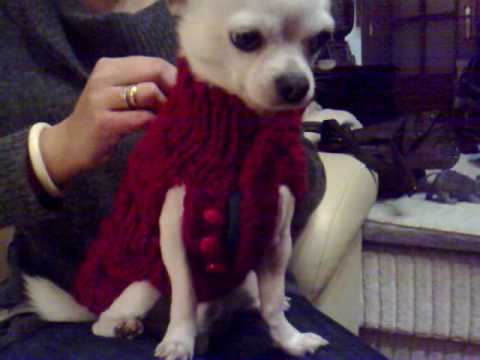 Como hacer ropa para perro tejida al crochet - Imagui