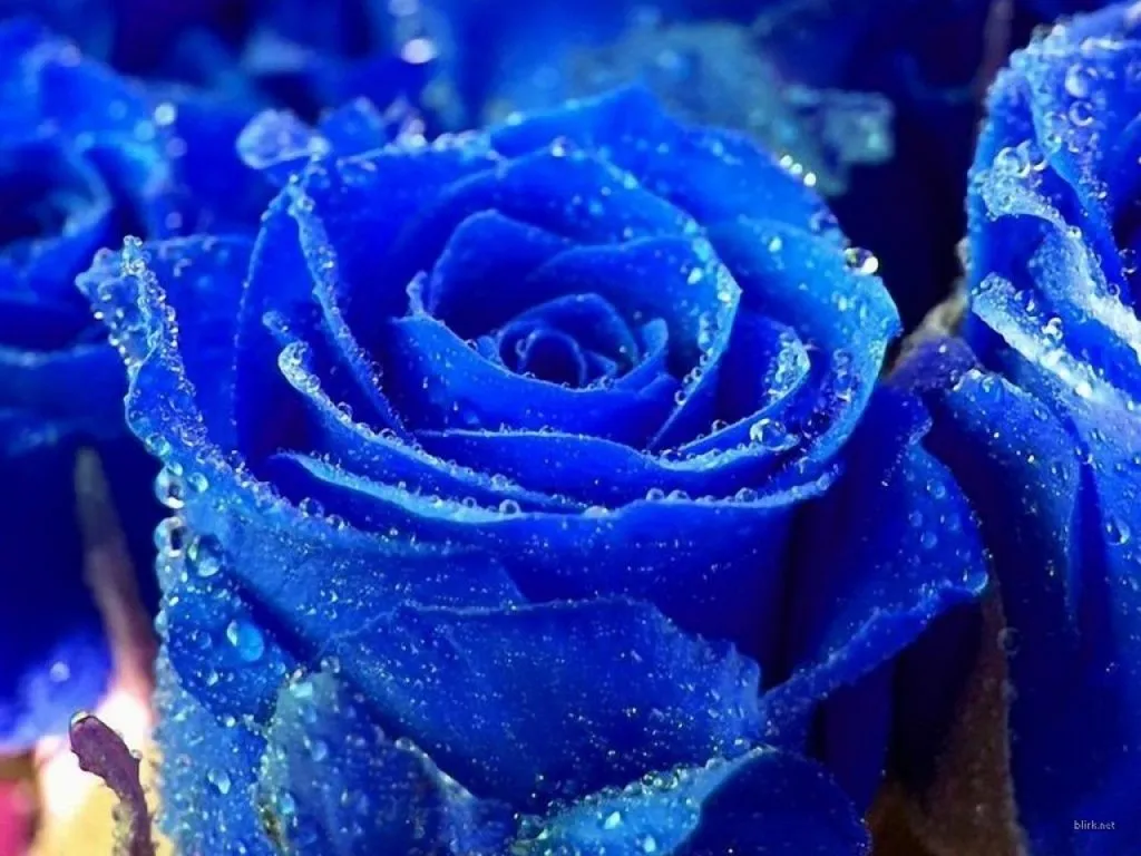 La rosa azul ~ Science Magic: Blog para científicos ...