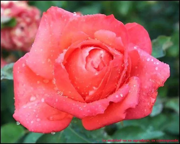 La rosa más bella del mundo - El fotolog de elgauchobesuqueiro