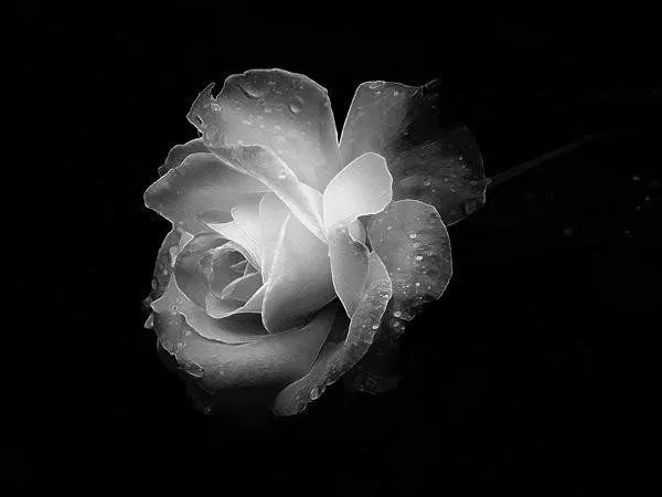 Rosa blanca de luto - Imagui