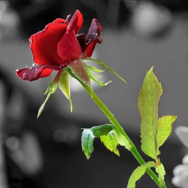 Rosa mas bonitas del internet - Imagenes romanticas de amor para ...