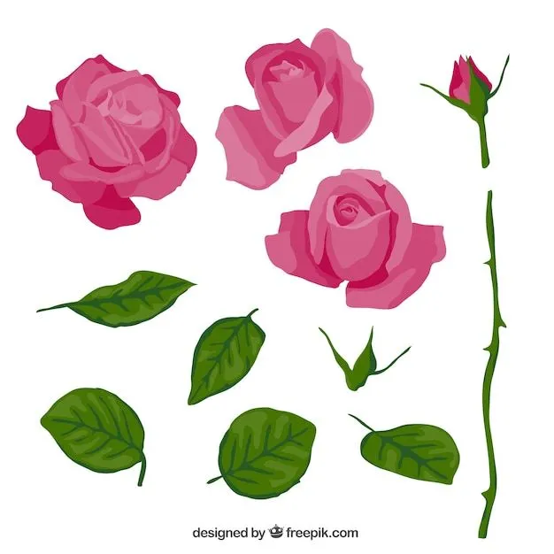 Rosa de color rosa en partes | Descargar Vectores gratis