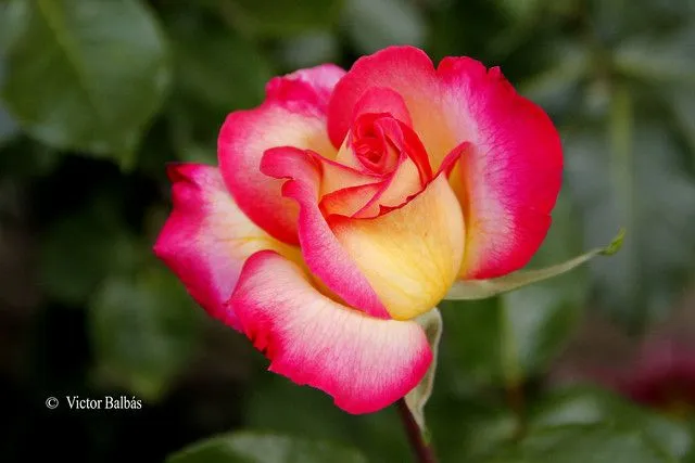 Rosa de varios colores | Flickr - Photo Sharing!