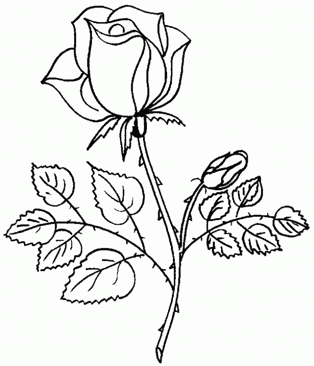 Rosa para dibujar facil - Imagui