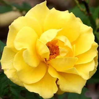 Rosa europea amarilla