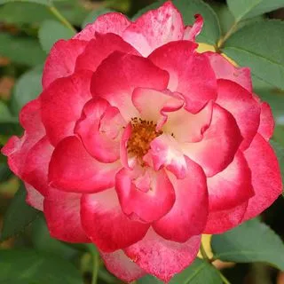 Rosa europea roja