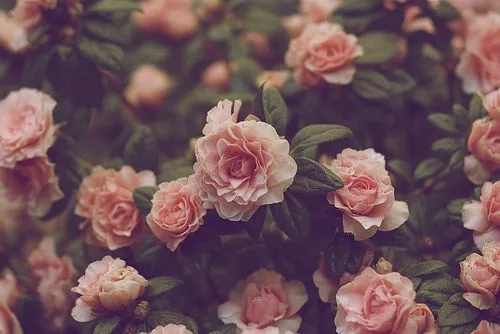 rosa flores | Tumblr