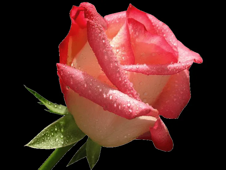 Rosa con fondo transparente - Imagenes romanticas de amor para ... Rosa con fondo transparente - Imagenes romanticas de amor para ...