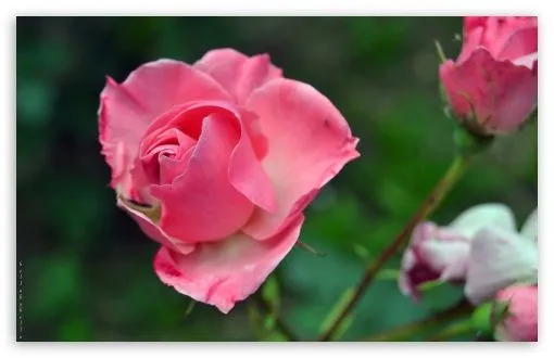 Rosa HD desktop wallpaper : Widescreen : High Definition ...